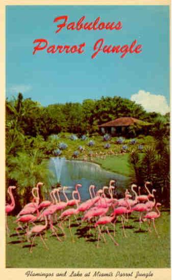 Miami, Fabulous Parrot Jungle, flamingos