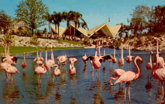 Tampa, Busch Gardens, flamingos keeping cool