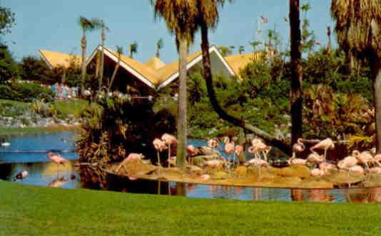 Tampa, Busch Gardens, nesting flamingos