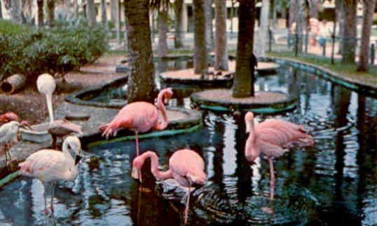 Marineland, flamingos