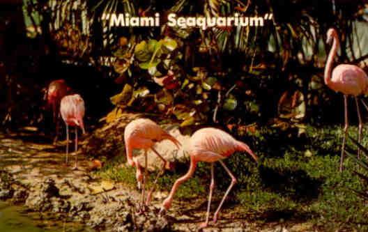 Miami Seaquarium, flamingos