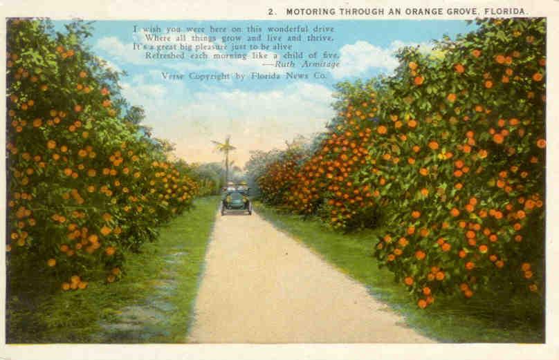 Motoring through an orange grove