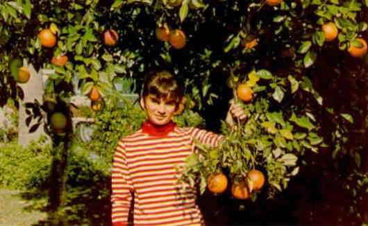 Picking oranges right outside your door