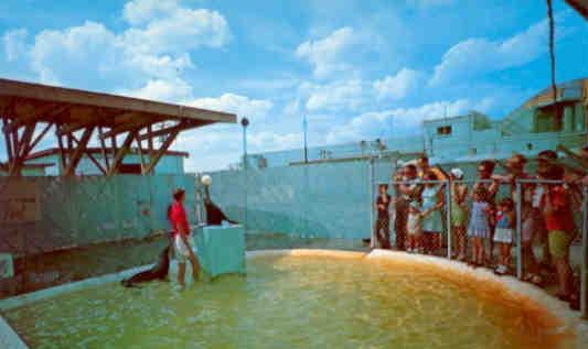 Fort Walton Beach, sea lions at Gulfarium