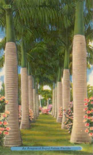 An Avenue of Royal Palms