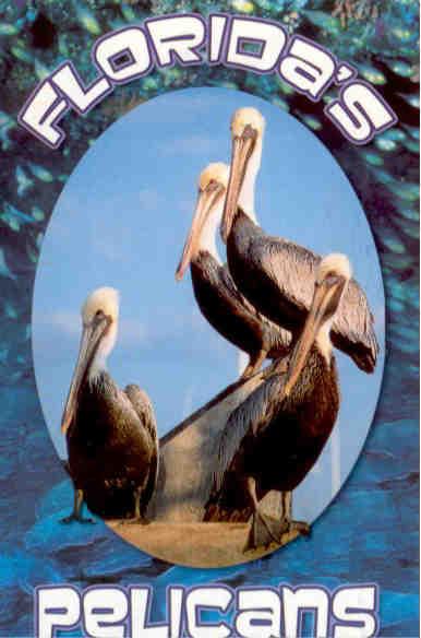 Pelicans