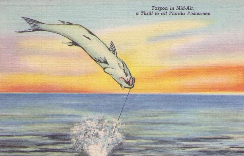 Tarpon in Mid-Air