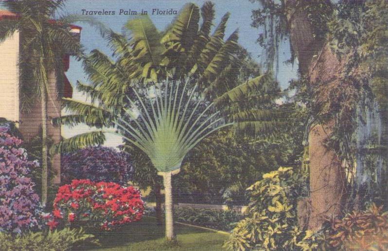 Travelers Palm in Florida
