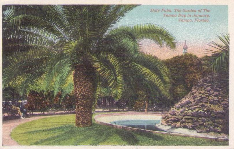 Tampa, The Garden of the Tampa Bay, Date Palm