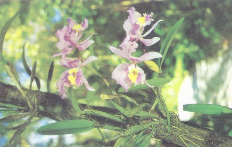 Homestead, Orchid Jungle