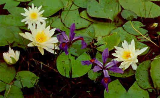 Waycross, water lilies and iris