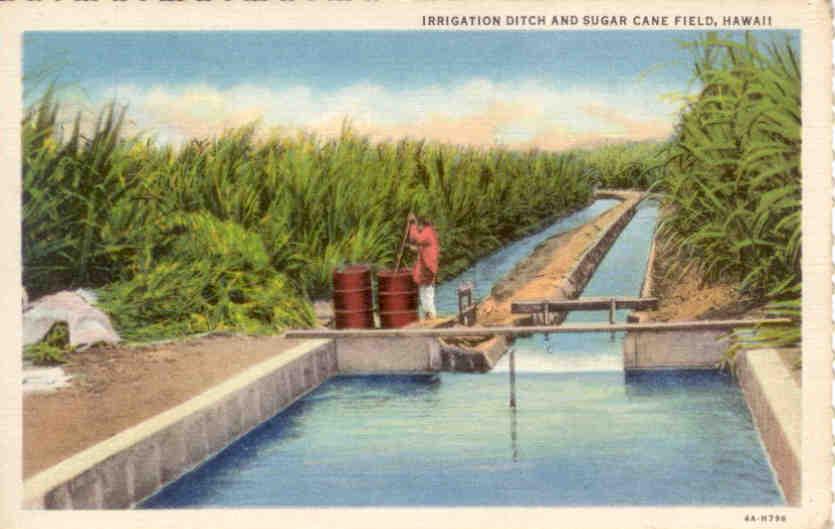 Irrigation ditch and sugar cane field