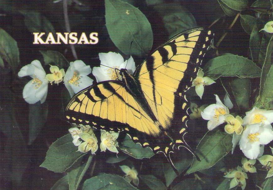 Cowley County, Tiger Swallowtail Butterfly