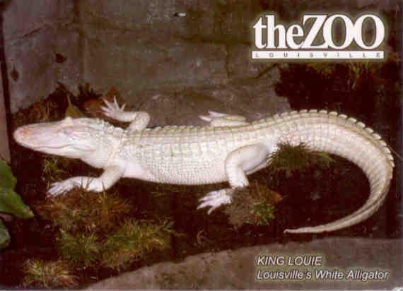 Louisville Zoo, King Louie, white alligator