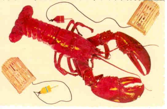 A Maine Lobster (1)