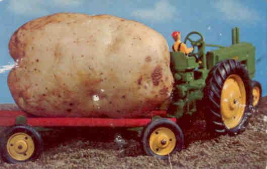 A Maine Potato