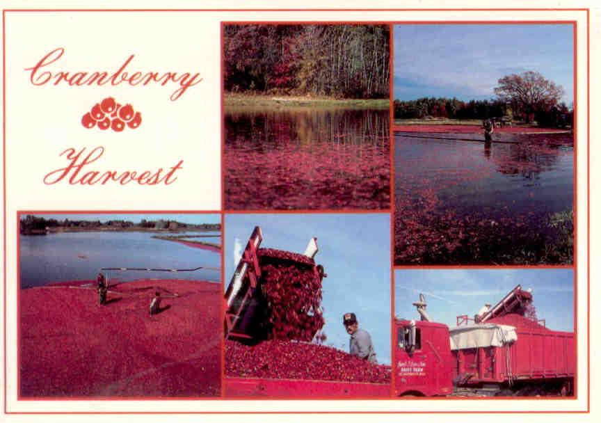 Cape Cod, Cranberry harvest