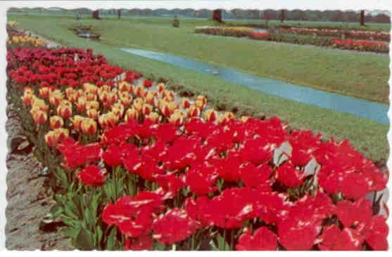 Holland, Veldheer’s Tulip Gardens