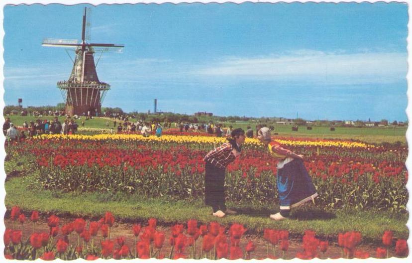 Holland, “De Zwaan” Windmill