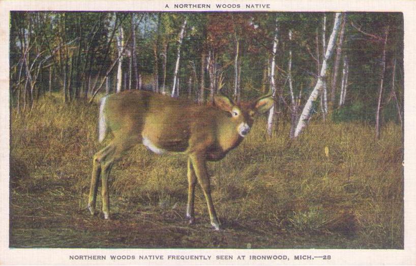 Ironwood, Northern Woods Native