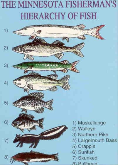 Hierarchy of Fish (USA)