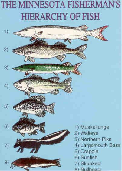 Hierarchy of fish