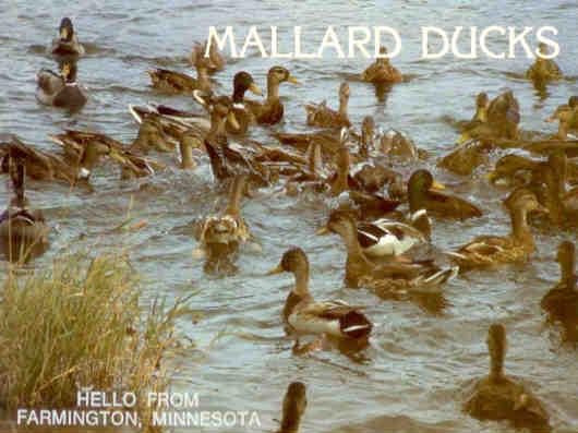 Farmington, Mallard ducks