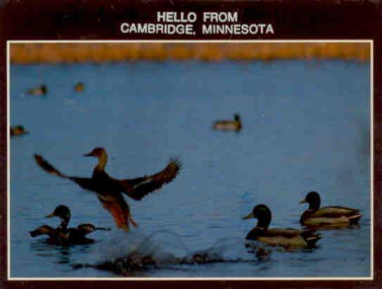 Cambridge, Mallard ducks