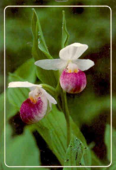 Pink and white ladyslipper
