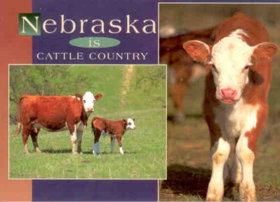 Nebraska is Cattle Country