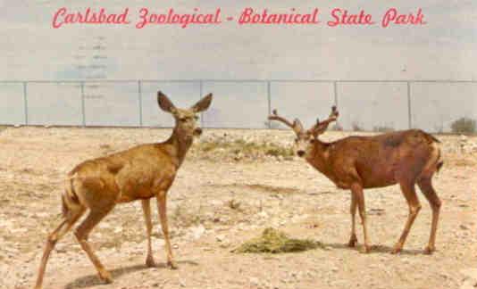Carlsbad, Zoological-Botanical State Park, mule deer