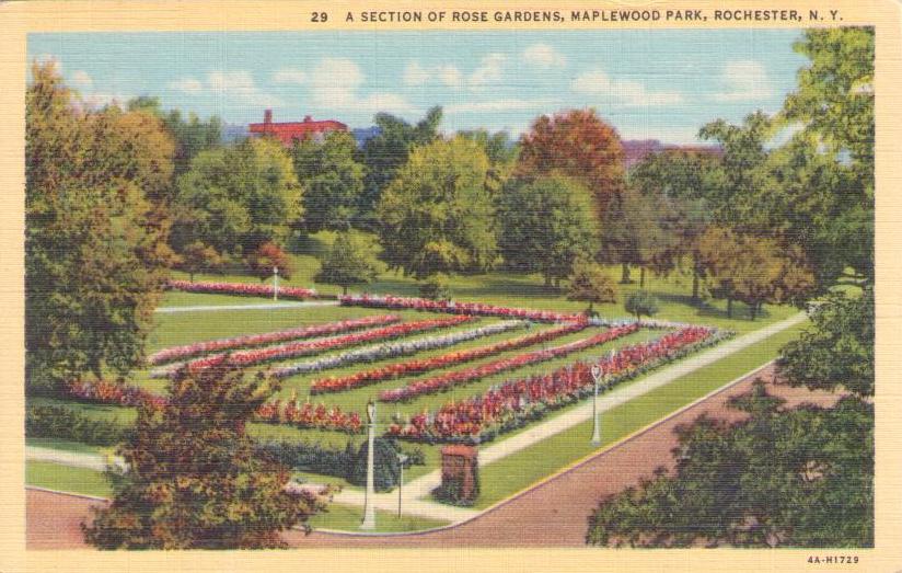 Rochester, Maplewood Park, a section of rose gardens