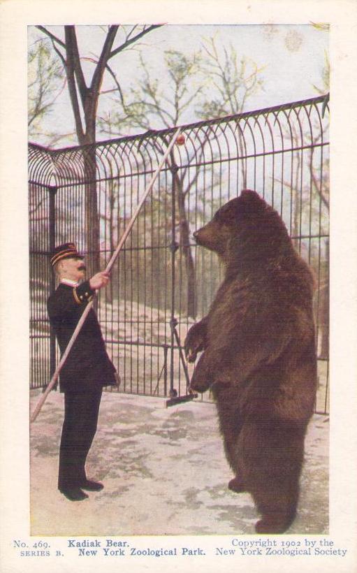 Kadiak (sic) Bear, New York Zoological Park