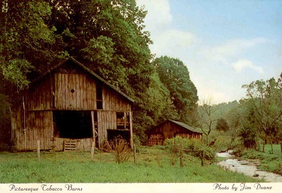 Picturesque tobacco barns