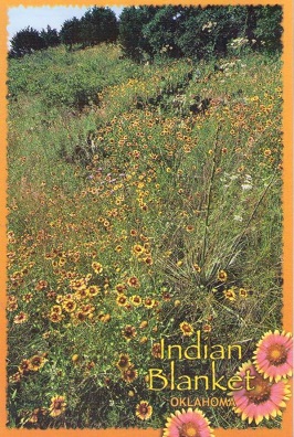 Indian Blanket – Oklahoma State Wildflower
