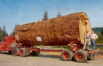 Giant Fir Log