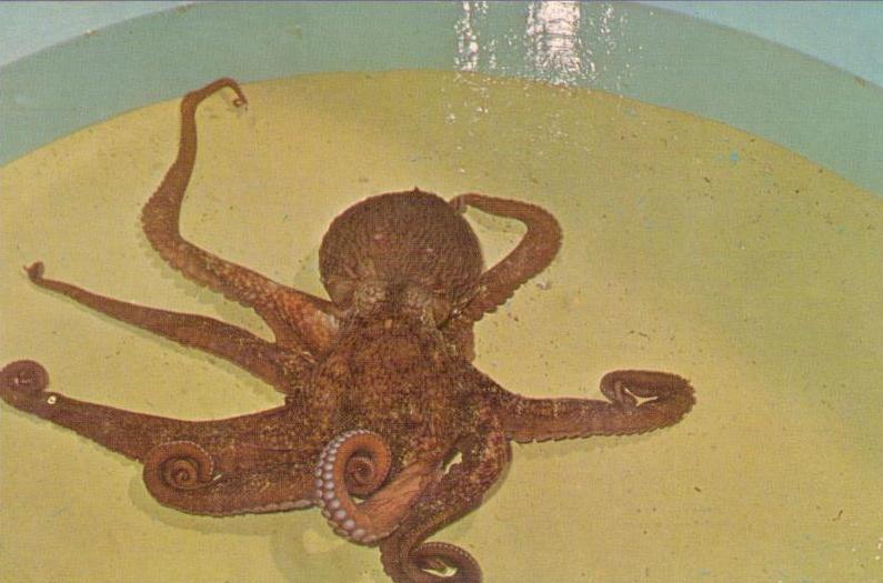 Newport, Oregon State University, “Eightball” the octopus