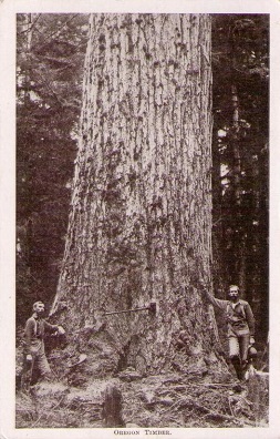 Oregon Timber