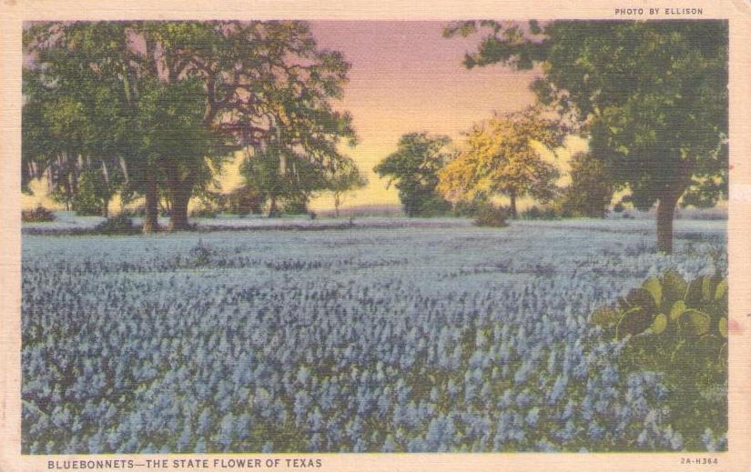Bluebonnets – The State Flower of Texas