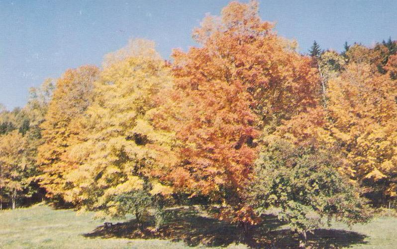 Nature’s Last Hurrah – Autumn in Vermont