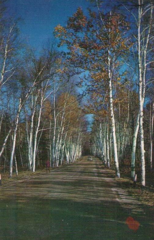 Vermont birches in autumn