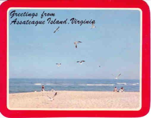 Greetings from Assateague Island