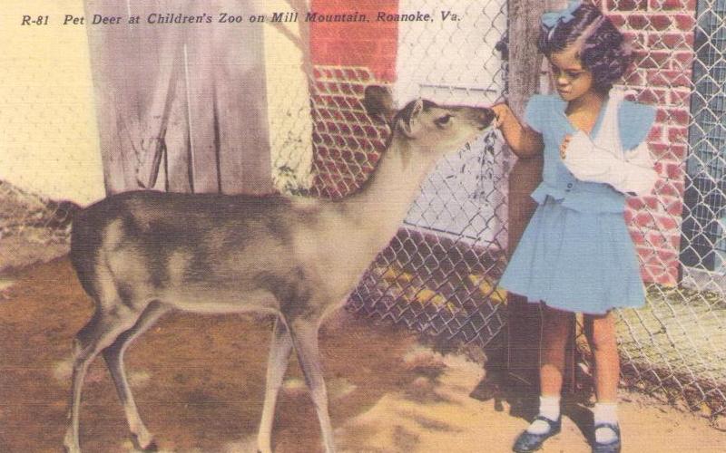 Roanoke, Pet Deer at Children’s Zoo on Mill Mountain