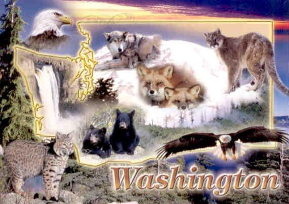 Washington wildlife