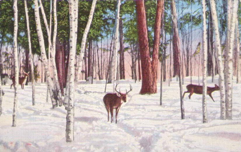 Eagle River, “Three Deers” In the Snow