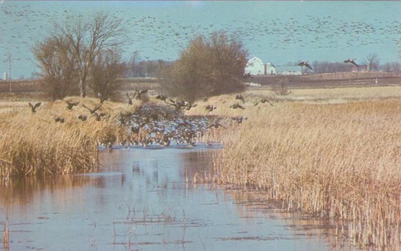 Horicon Marsh, Migrating Canada geese