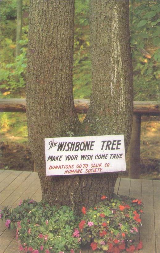 Wisconsin Dells, Lost Canyon, Wishbone Tree