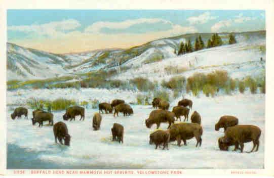 Yellowstone Park, Buffalo Herd near Mammoth Hot Springs