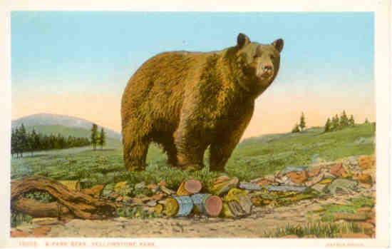 Yellowstone Park, A Park Bear