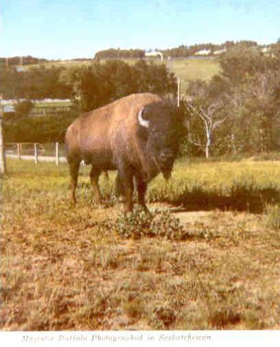 Moose Jaw, Majestic Buffalo (bison)
